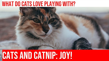 Cats & Their Favorite Catnip Mice: A Blissful Playtime Adventure!