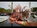 Peixe leo tv globo fantstico 01052022  homem atacado em bitupit cear lion fish