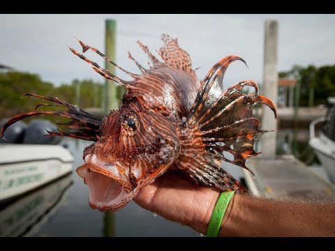 Vídeo: Rei do Recife? Não tão rápido, Lionfish