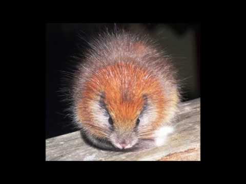 Ryg, ryg, ryg del koncept træk uld over øjnene Save the red crested tree rat - YouTube