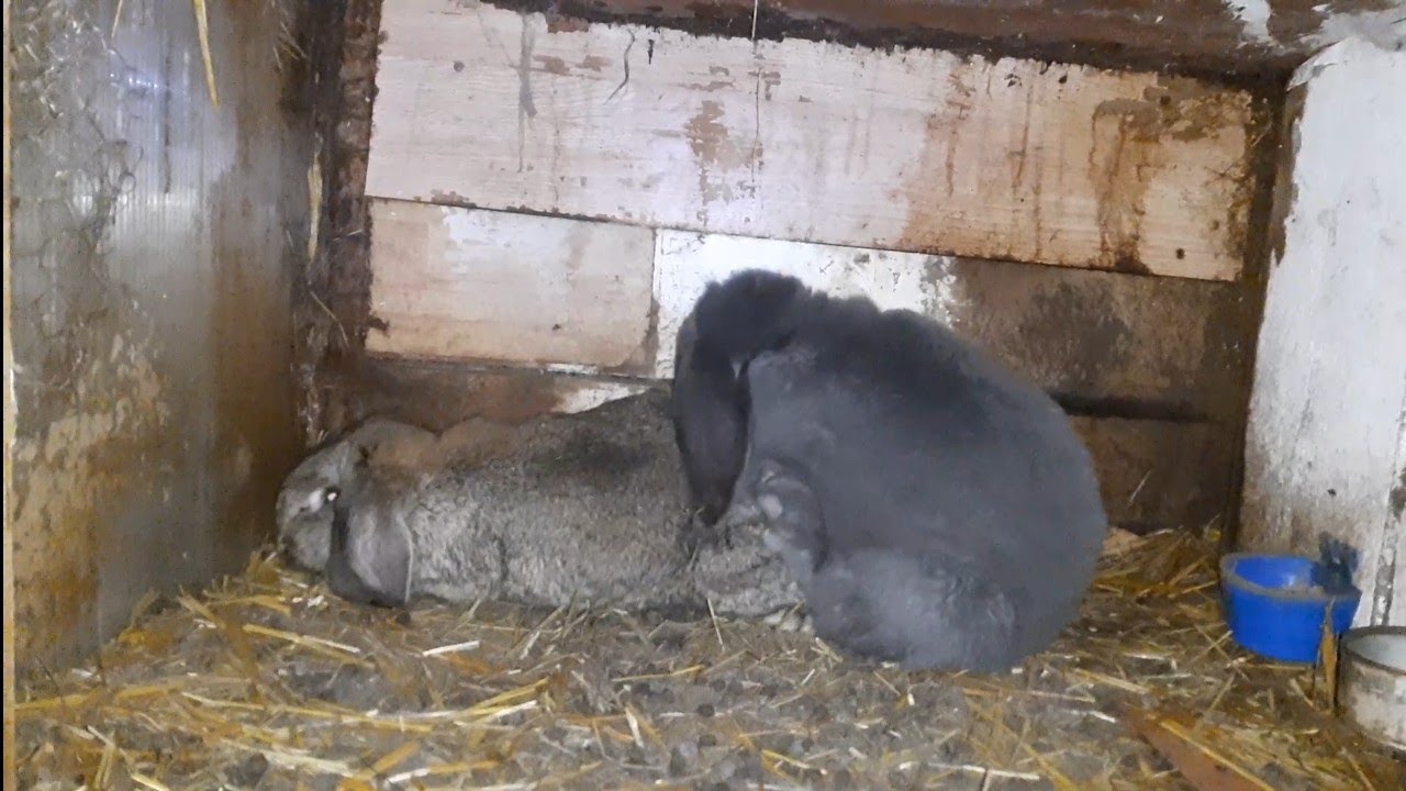 cum se caută iepuroaica când este în călduri și executarea montei 27.12.24