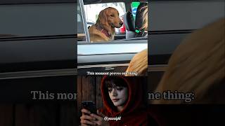 Two Golden Retrievers Lock Eyes And Suddenly Remember Everything