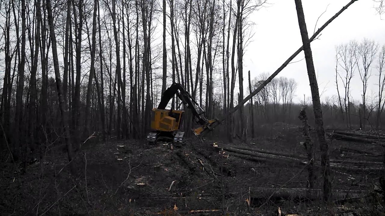 Tigercat Feller Buncher Laying Down Some Trees Youtube