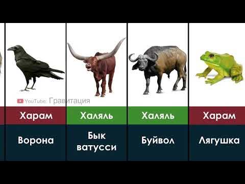 Заяц харам или халяль в исламе. Халяль и харам мясо животных в исламе. Таблица халяль и харам. Животные халяль и харам в исламе. Лошадиное мясо халяль или харам.