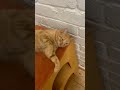 Изя был найден в Одессой области с выпавшей кишкой Его спасла Таня Кузикова, вылечила, нужен Дом