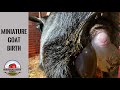 Miniature Goat Birth Caught on Tape!| Baby Goat Birth Video