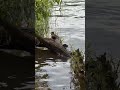 Почему так тянет на рыбалку? #врек #fishing #viral #рыбалка #shorts #врекомендации