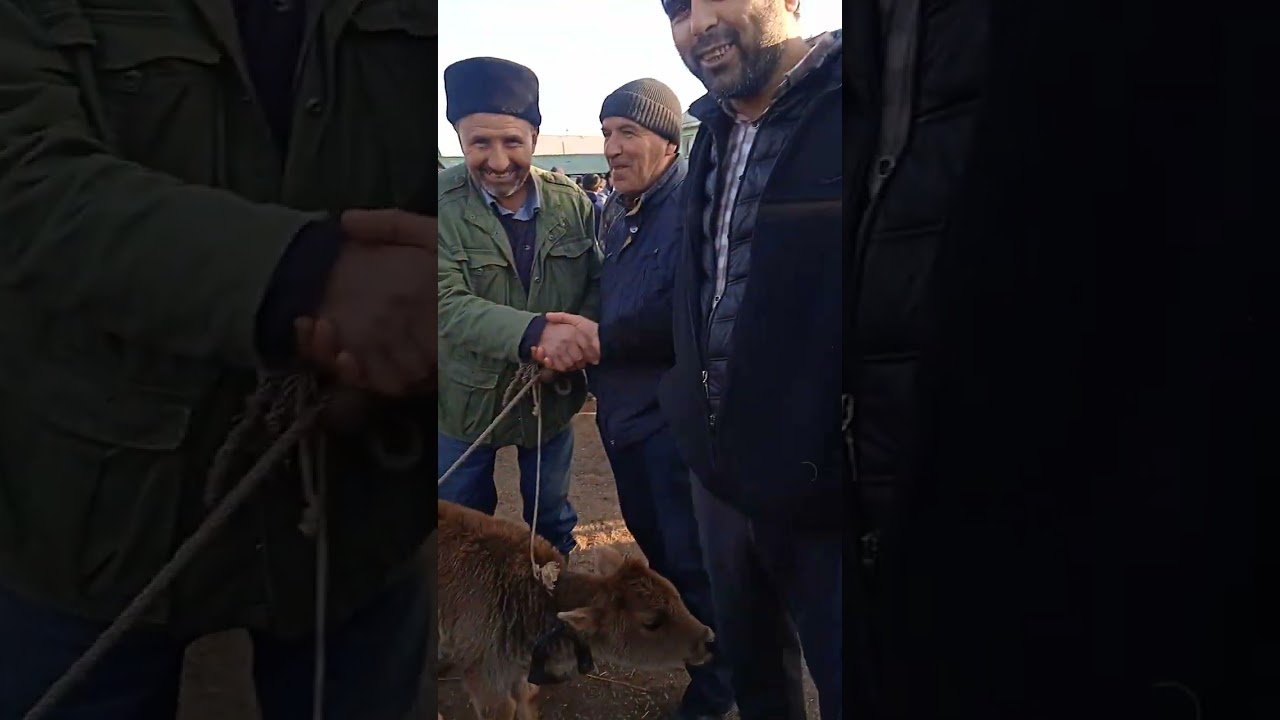 молбозори нохияи.А.Чоми👍🔔✍️🐃🐏