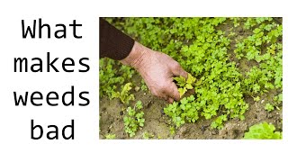 Are weeds actually bad