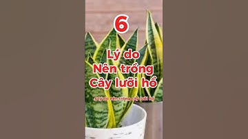 6 lý do nên trồng cây lưỡi hổ