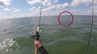 Cobia Puppy Drum Grandview Nature Preserve VA 2022