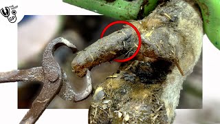 trimming HUGE dew claws hanging from a cow&#39;s ankle