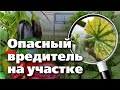 ЭТОТ ВРЕДИТЕЛЬ МОЖЕТ ЗАГУБИТЬ УРОЖАЙ! Уничтожьте его с помощью…