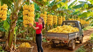 TIMELAPSE -- Harvesting 1000+ Giant Bananas After 365 Days, Go to Market Sell | Phương Countryside