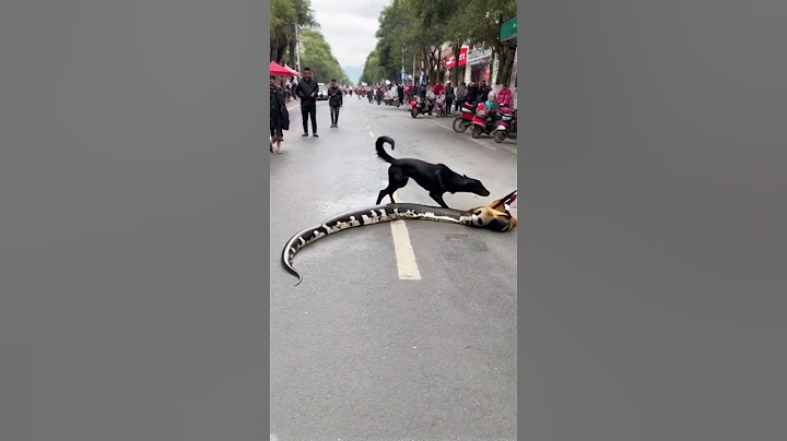 Dogs rescue eagle trapped by giant python