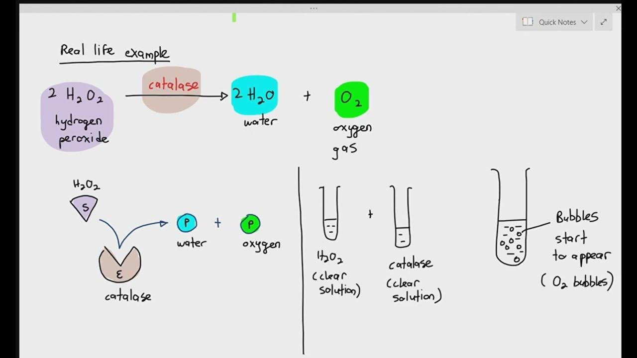 34 Progress of an enzymecatalyzed reaction (Cambridge AS A Level
