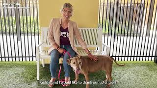 A Message to Our Volunteers! by Peggy Adams Animal Rescue 279 views 1 year ago 2 minutes, 19 seconds