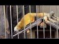 走り回るホンドテン （井の頭自然文化園）Running Japanese marten