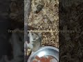 drawf hamster breading setup