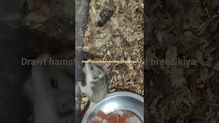 drawf hamster breading setup