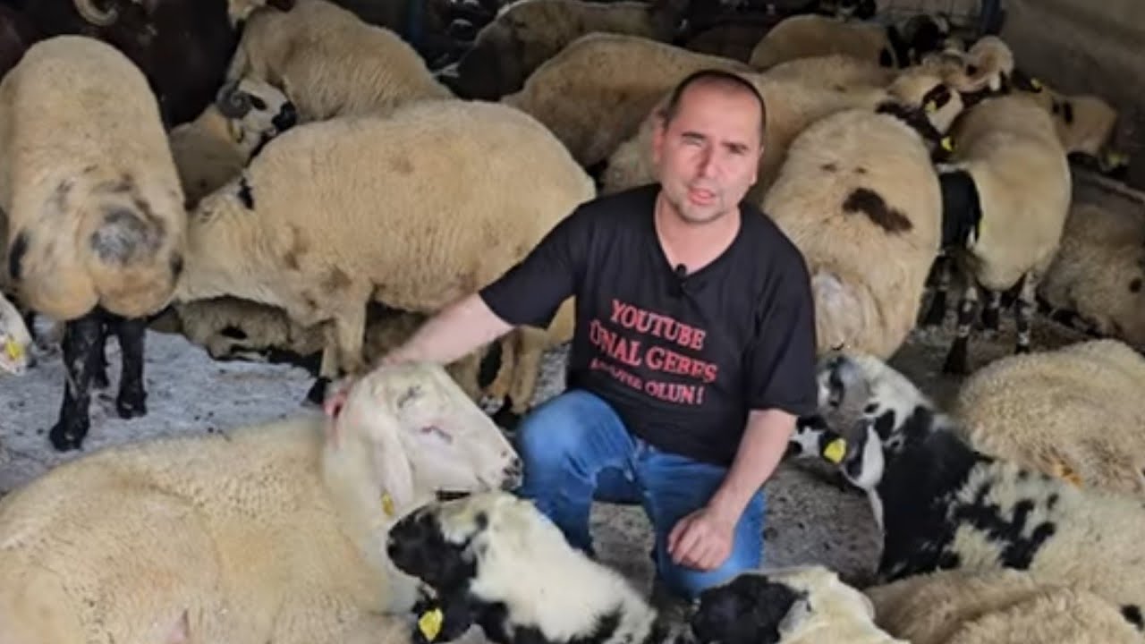 Bursa İsabey Kurban Pazarı 2.bölüm 2025 küçükbaş büyükbaş kurban fiyatları