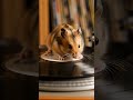 crazy rat 🐀#funnyvideo #funnymemes