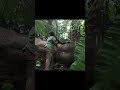 Removing an expired collar from an elephant | elephant attack | ゾウから期限切れの首輪を外す |象の攻撃 #erephant