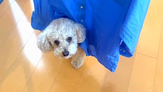 どこにでもついてくる大きいトイプードル【デカプー】【トイプードルのロアくん】【toy poodle】