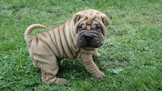 Achieve Agility Success With Your Chinese SharPei: Tips and Tricks