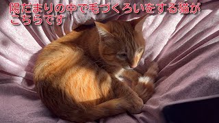 【茶トラ】陽だまりの中での毛づくろいHere is a cat grooming in the sun by 茶トラ猫 てつのくうねるあそぶな日々 164 views 3 months ago 1 minute, 37 seconds