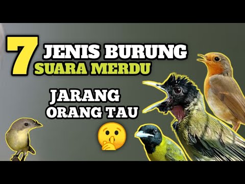 Video: Burung Lentil - burung berbulu cerah dengan suara nyaring