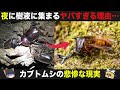 誰も知らない…カブトムシが夜に集まる悲惨すぎた理由…