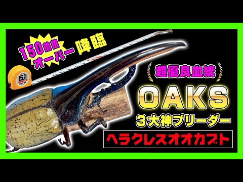 超優良血統】ヘラクレスオオカブトOAKS血統を遂にGET！超有名