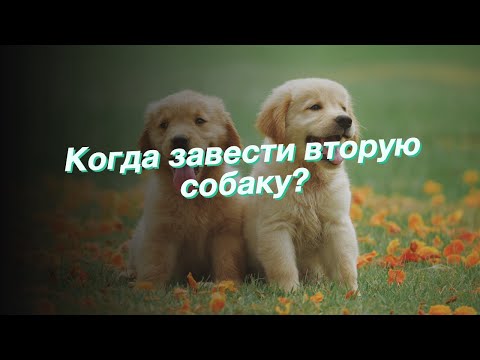 Когда завести вторую собаку?