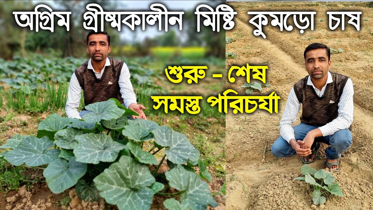 অগ্রিম গ্রীষ্মকালীন মিষ্টি কুমড়া চাষে ভালো ফলন পেতে কি কি পরিচর্যা করবেন?কুমড়ো চাষের সব পরিচর্যা।