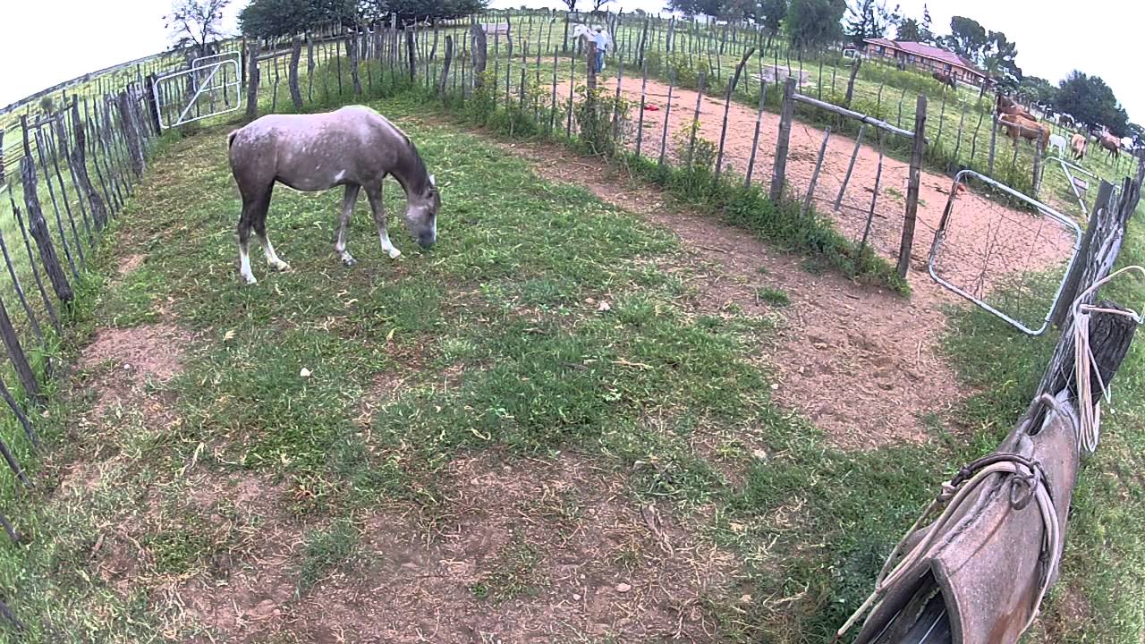 Day One Halter Breaking Brigets Wild Horses YouTube