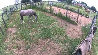 Day One Halter Breaking Brigets Wild Horses