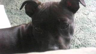 Casey Staff Bull Terr 2