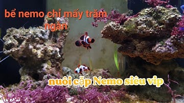 Bể nemo đơn giản nuôi cặp cá Nemo siêu vip