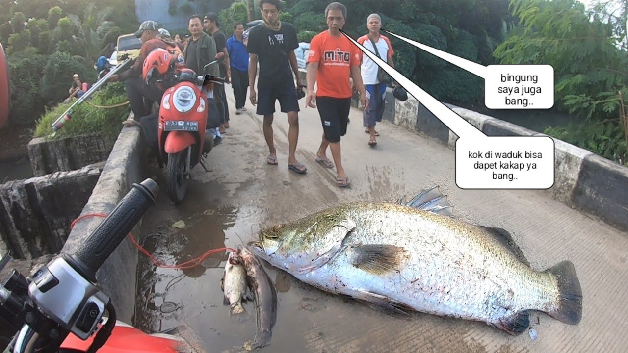 Mengerikan..!! Banyak ikan Besar Muncul Setelah Banjir Besar Warga Sampe Heran Melihat Kejadian ini