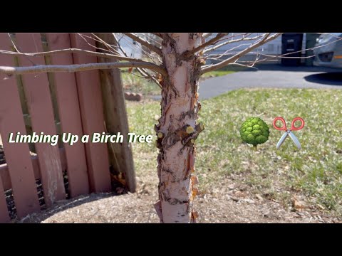 Limbing Up a River Birch Tree🌳✂️