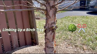 Desgastar uma betula do rio