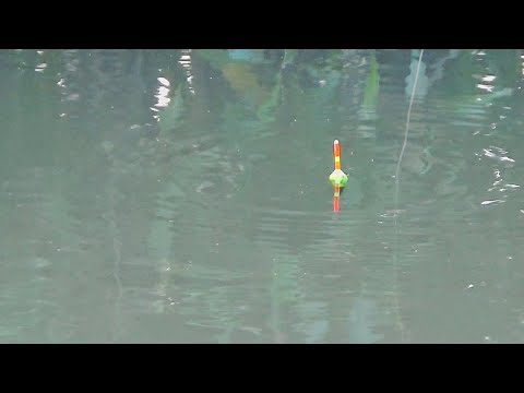 ternyata-ikan-nya-kumpul-di-kayu-yang-bertumpuk-mas-bro