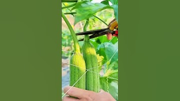 Harvest fresh loofah with a sharp tool #farming #shorts