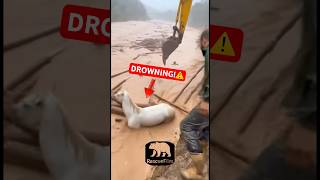Hero Saves Drowning Horse In Deadly Flood