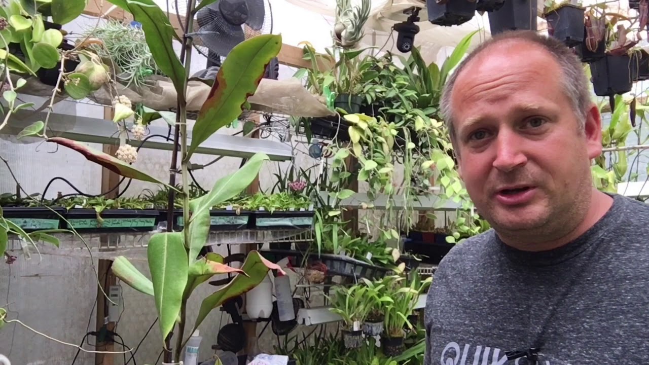 NEPENTHES CARE: AN AFTERNOON WITH NEPENTHES AMPULLARIA 1080p