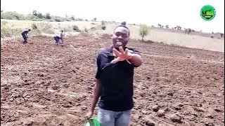 KILIMO CHA MAHINDI SIRI YA KUPATA MAVUNO MENGI