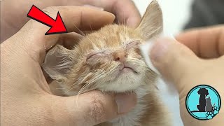 Blind Kitten Going to See Its Mom for the First Time #cat #animalrescue #viral #animalstories