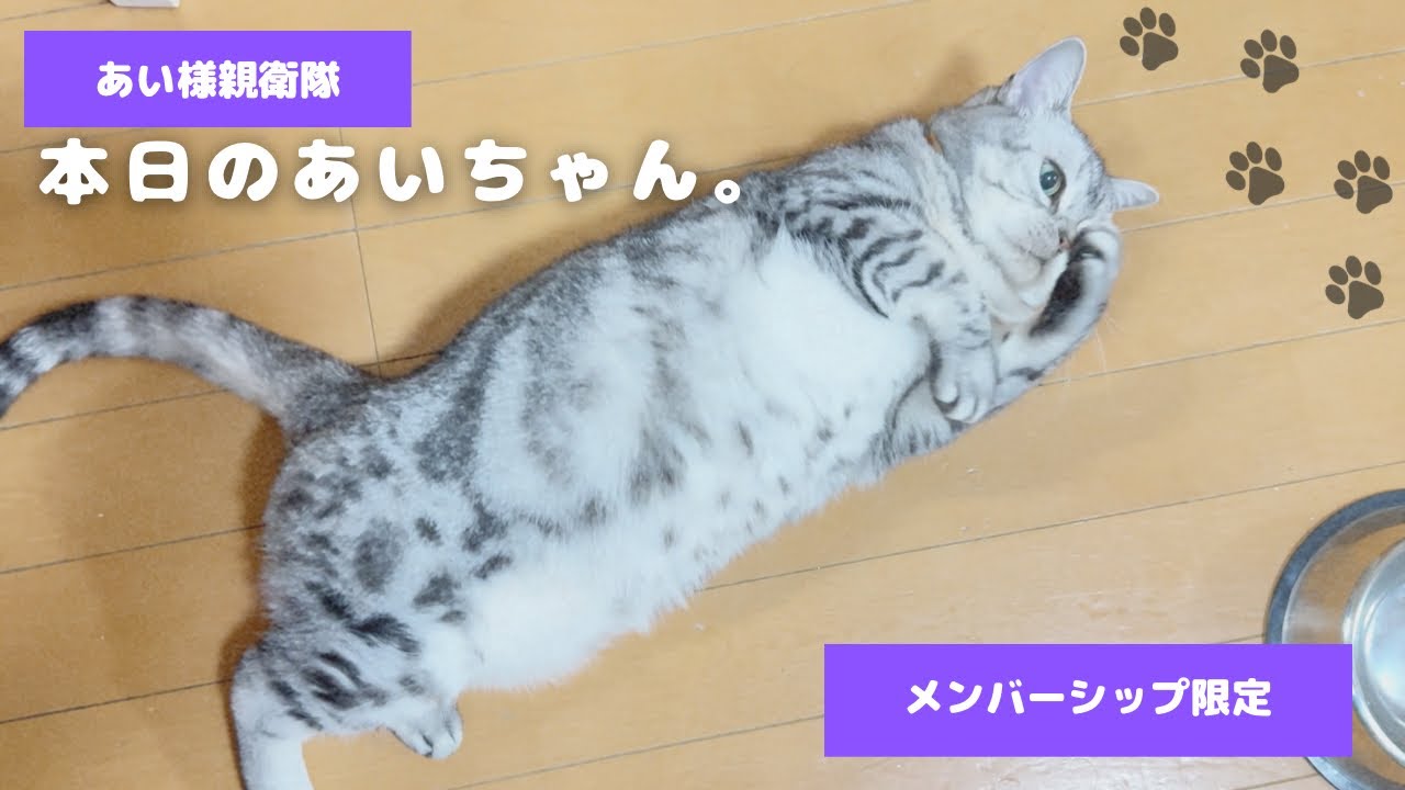 本日のあいちゃん。 - YouTube