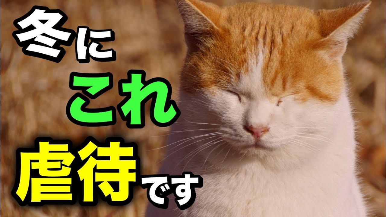 A veterinarian explains 8 behaviors your cat may show when it's